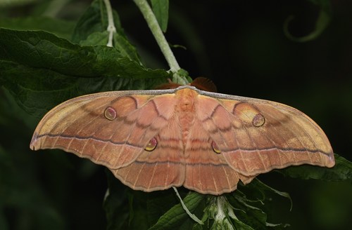 Japanese Silk Moth
