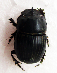 Copris denticulatus