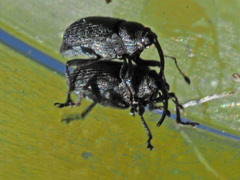 Ceutorhynchus obstrictus