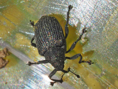 Ceutorhynchus obstrictus