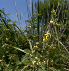 Verbascum tripolitanum