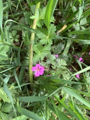 Geranium robertianum