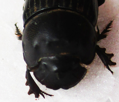 Copris denticulatus
