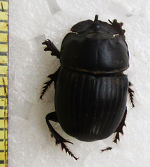 Copris denticulatus