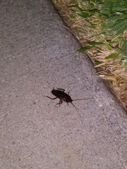 Periplaneta americana