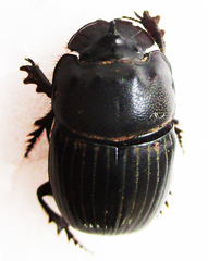 Copris denticulatus