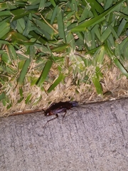 Periplaneta americana