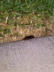 Periplaneta americana