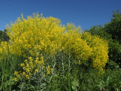 Isatis tinctoria