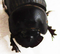 Copris denticulatus