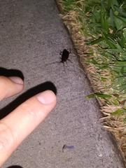 Periplaneta americana