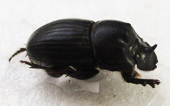 Copris denticulatus