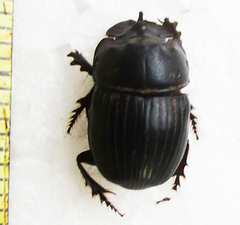 Copris denticulatus