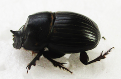 Copris denticulatus