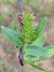 Salix pseudomyrsinites