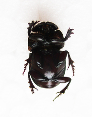 Copris denticulatus
