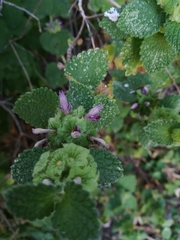 Marrubieae