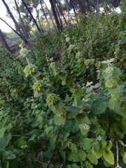 Marrubieae