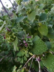 Marrubieae