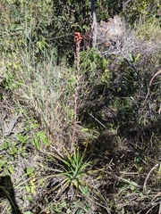 Dyckia brasiliana