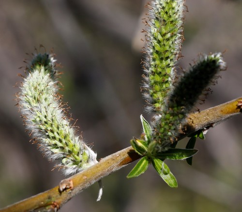 narrow-leaf willow