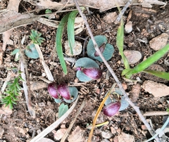 Corybas aconitiflorus