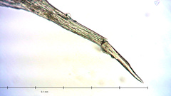 Ptychostomum inclinatum