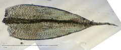 Ptychostomum inclinatum