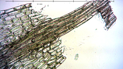 Ptychostomum inclinatum