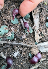 Corybas aconitiflorus