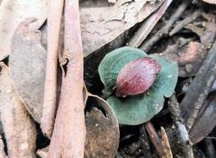 Corybas aconitiflorus