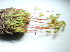 Ptychostomum inclinatum