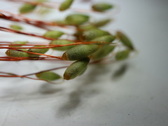 Ptychostomum inclinatum