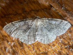 Melanolophia imitata