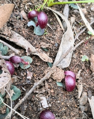 Corybas aconitiflorus