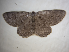 Melanolophia imitata