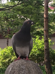 Columba livia domestica