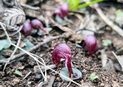 Corybas aconitiflorus