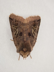 Cerastis enigmatica