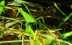 Paraphisis tryonensis