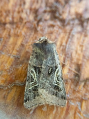 Cerastis enigmatica