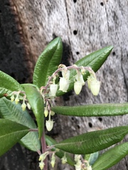 Comarostaphylis diversifolia diversifolia