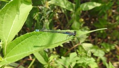 Paracercion calamorum