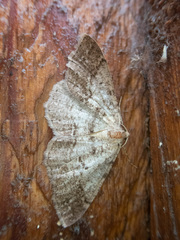 Melanolophia imitata