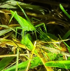 Paraphisis tryonensis