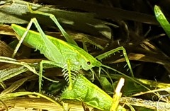 Paraphisis tryonensis