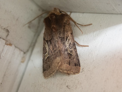 Cerastis enigmatica
