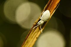 Myllocerina