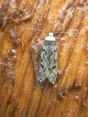 Endrosis sarcitrella