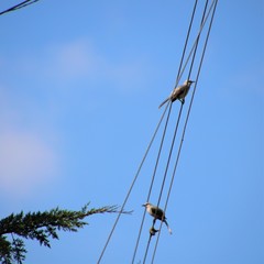 Mimus gilvus